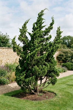 Juniperus chinensis 'Kaizuka' Buske