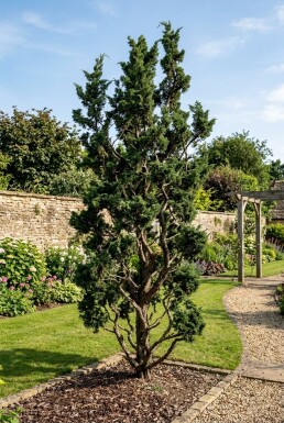 Juniperus chinensis 'Kaizuka' Buske