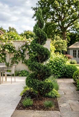 Juniperus chinensis 'Kaizuka' Spiral