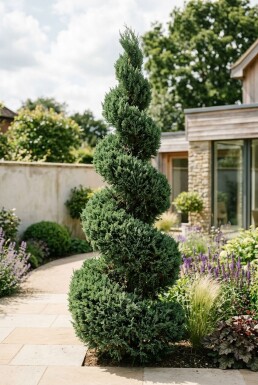 Juniperus chinensis 'Kaizuka' Spiral