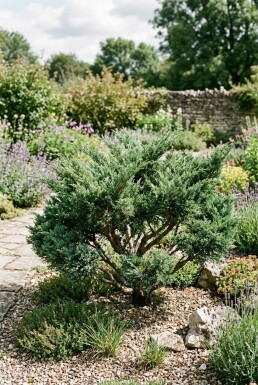 Juniperus chinensis 'San Jose' Buske