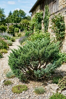 Juniperus chinensis 'San Jose' Buske