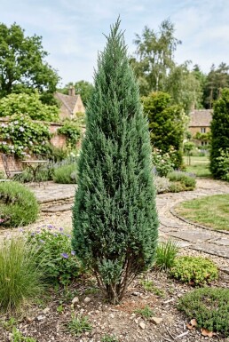 Juniperus chinensis 'Stricta' Buske