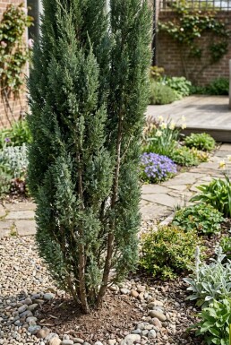 Juniperus chinensis 'Stricta' Buske