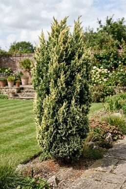 Juniperus chinensis 'Stricta Variegata' Buske