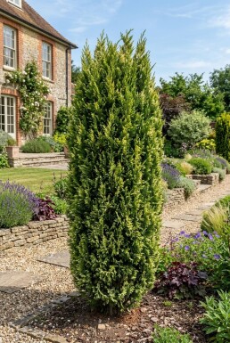 Juniperus chinensis 'Stricta Variegata' Buske