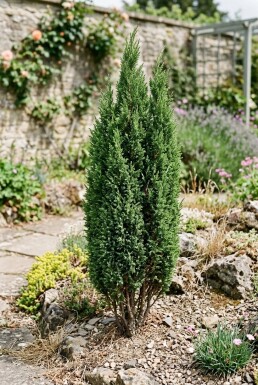 Juniperus communis 'Compressa' Buske