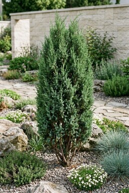 Juniperus communis 'Compressa' Buske