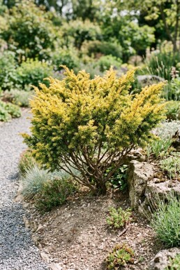 Juniperus communis 'Goldschatz' Buske