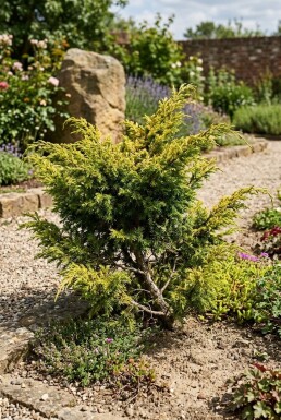 Juniperus communis 'Goldschatz' Buske