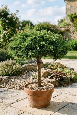 Juniperus communis 'Green Carpet' På stam