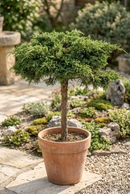 Juniperus communis 'Green Carpet' På stam