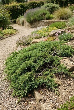 Juniperus communis 'Green Carpet' Buske