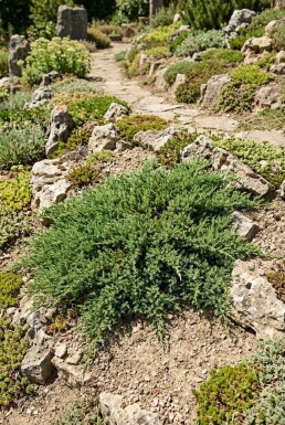 Juniperus communis 'Green Carpet' Buske