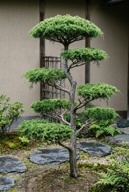 Juniperus communis 'Green Carpet' Bonsai