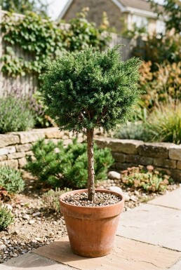 Juniperus communis 'Greenmantle' på stam