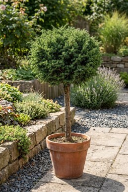 Juniperus communis 'Greenmantle' på stam