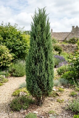 Juniperus communis 'Hibernica' Buske