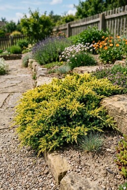 Juniperus communis 'Lemon Carpet' Buske