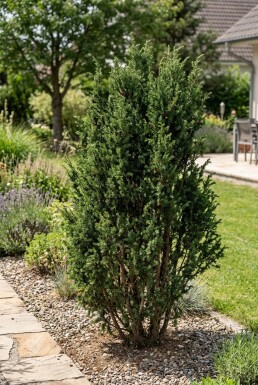 Juniperus communis 'Ristol' Buske