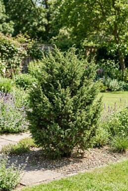 Juniperus communis 'Ristol' Buske