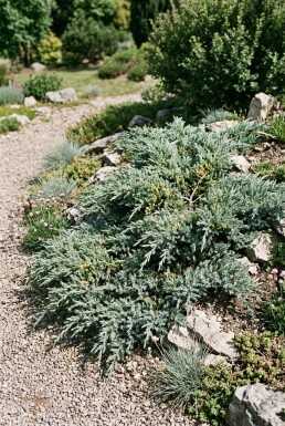 Juniperus communis 'Silver Carpet' Buske