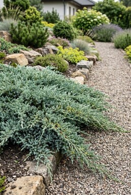 Juniperus communis 'Silver Carpet' Buske