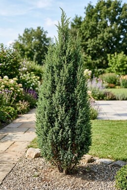 Juniperus communis 'Suecica' Buske