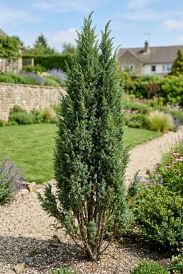 Juniperus communis 'Suecica' Buske