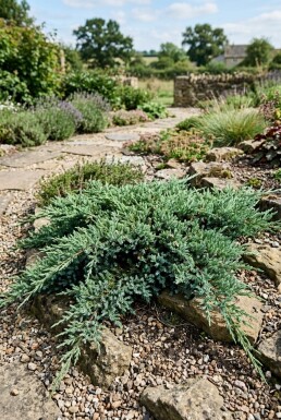 Juniperus conferta 'Blue Pacific' Buske
