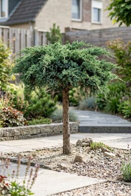 Juniperus conferta 'Schlager' på stam