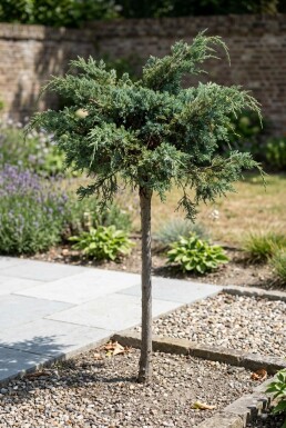 Juniperus conferta 'Schlager' på stam