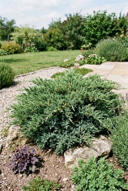 Juniperus horizontalis 'Andorra Compacta' Buske