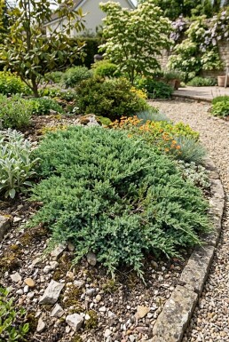 Juniperus horizontalis 'Andorra Compacta' Buske