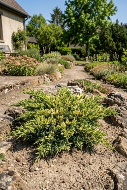 Juniperus horizontalis 'Andorra Variegata' Buske