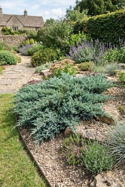 Juniperus horizontalis 'Blue Chip' Buske
