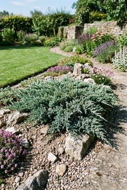 Juniperus horizontalis 'Blue Chip' Buske