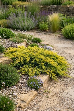 Juniperus horizontalis 'Golden Carpet' buske