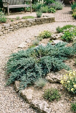 Juniperus horizontalis 'Icee Blue' Buske