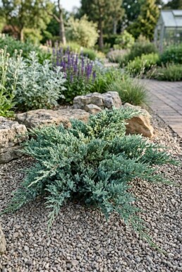 Juniperus horizontalis 'Icee Blue' Buske