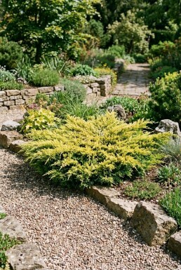 Juniperus horizontalis 'Limeglow' Buske