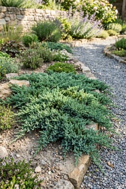 Juniperus horizontalis 'Pancake' Buske