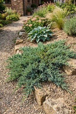 Juniperus horizontalis 'Wiltonii' buske