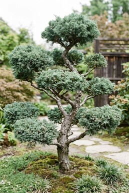 Juniperus media 'Hetzii' bonsai