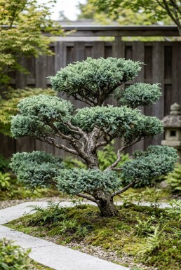 Juniperus media 'Hetzii' bonsai
