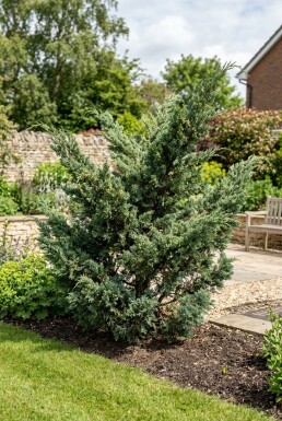Juniperus media 'Hetzii' buske