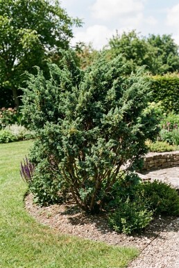 Juniperus media 'Hetzii' buske