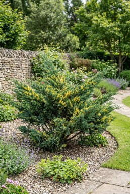 Juniperus pfitzeriana 'Blue and Gold' Buske