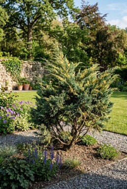 Juniperus pfitzeriana 'Blue and Gold' Buske