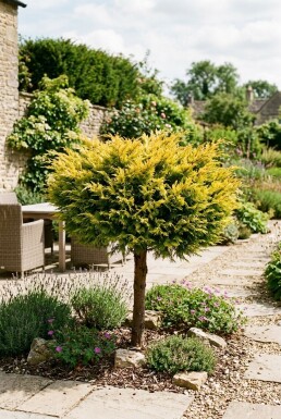 Juniperus pfitzeriana 'Golden Joy' På stam
